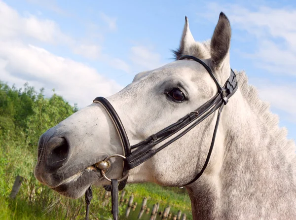 Άλογο Portrait Horse Είναι Χαλινάρι — Φωτογραφία Αρχείου