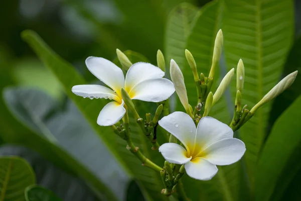 Tropik Çiçekler Frangipani Plumeria Tayland Şubesi — Stok fotoğraf