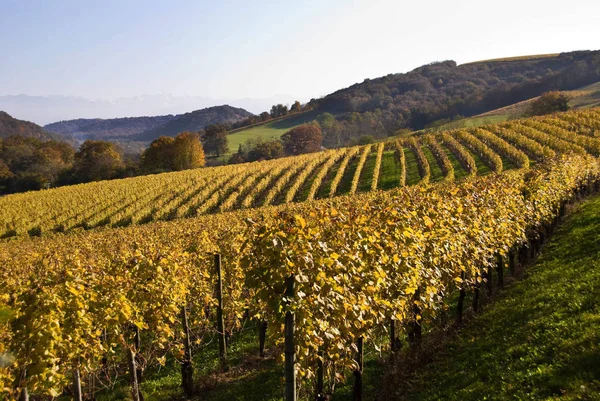 Виноградники Області Jurancon Південно Західної Франції Ростуть Грос Manseng Petit — стокове фото