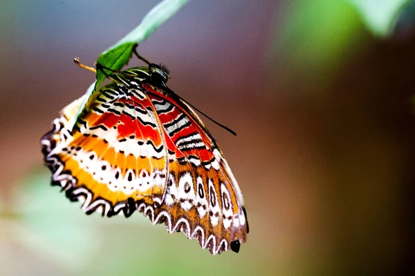 Butterfly Wetenschappelijk Bekend Als Cethosia Biblis Perakana Gevonden Werelds Oudste — Stockfoto