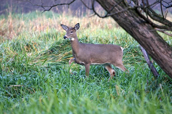 Witstaart Hert Odocoileus Virginianus Staande Moeras Gras — Stockfoto