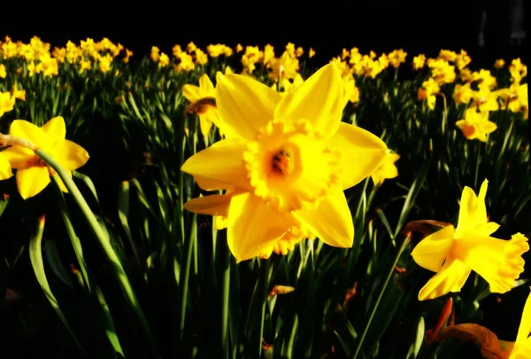 Narcisos Amarillos Creciendo Londres —  Fotos de Stock