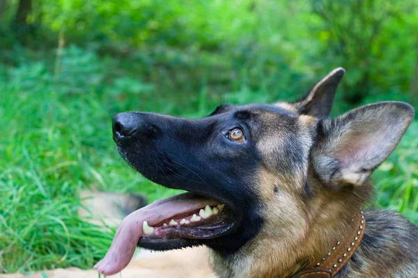 German Shepherd Looks Its Master — Stock Photo, Image