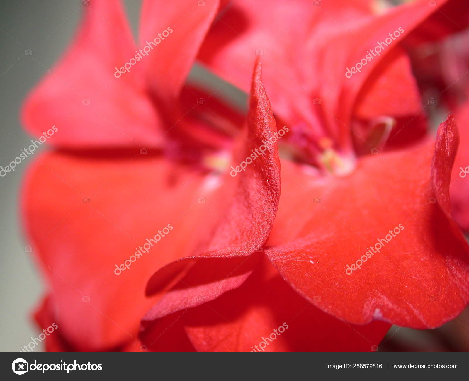 赤い花びら抽象化 花の背景 ストック写真 C Yayimages