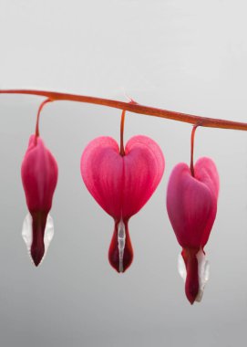 Bleeding heart (Lamprocapnos spectabilis), closeup, isolated on grey background clipart