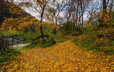 lovely autumnal scenery with yellow trees on rocky shore. river flows at the foot of a hill with rocky cliff clipart