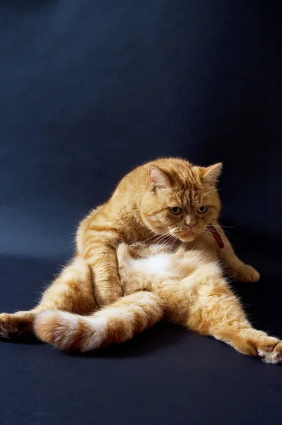 Gato Doméstico Sentado Actuando Perezoso — Foto de Stock