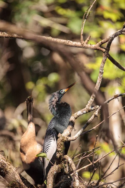 求愛アカトキ鳥と呼ばれるアンヒンガ アンヒンガ Snakebird ナポリ フロリダ州のコーク スクリュー スワンプ自然保護区 — ストック写真