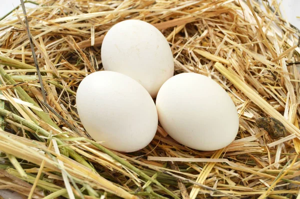 Ovos Galinha Ninho Grama Seca Imagens Ovos Brancos Diferentes Conceitos — Fotografia de Stock