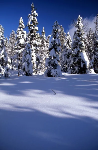 Χιονισμένα Δένδρα Στο Δάσος Στο Φως Του Ήλιου Και Γαλάζιο — Φωτογραφία Αρχείου