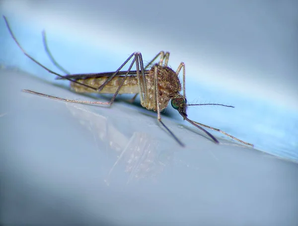 Primer Plano Del Mosquito — Foto de Stock