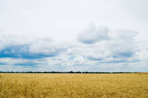 Field Wheat Cloudy Sky — Stock Photo, Image