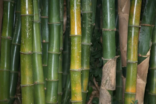 Fondo Patrón Bambú Natural Con Graffiti Grabado Corteza —  Fotos de Stock