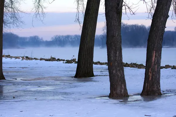 Kışın Ağaç Nehir Manzarası — Stok fotoğraf