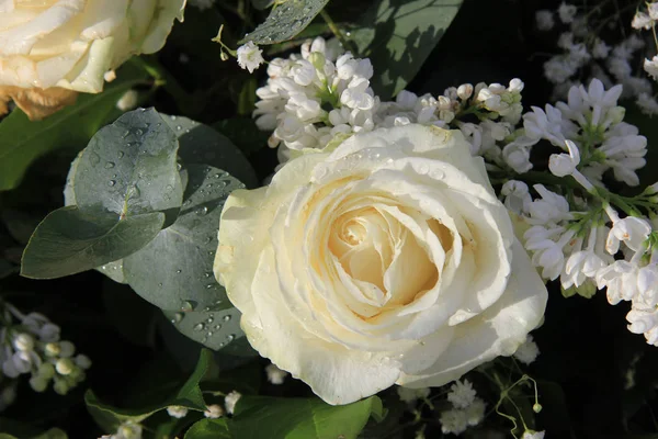 Primer Plano Una Rosa Blanca Solitaria Eucalito Verde Fresco — Foto de Stock