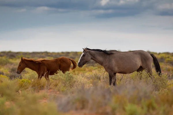 Caballos Salvajes Utah Cerca Del Monument Valley Dentro Reserva Indios — Foto de Stock