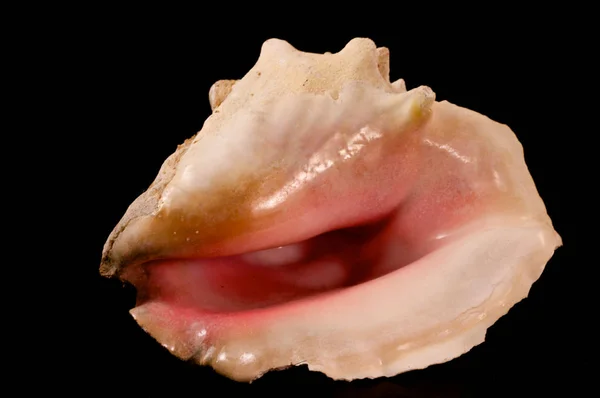 Siyah Conch Shell Yakın Çekim — Stok fotoğraf