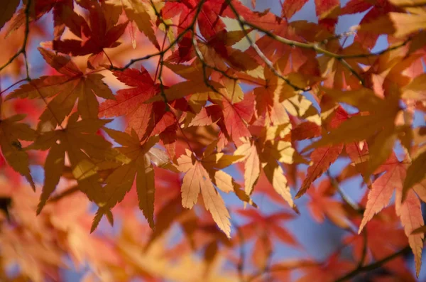 黄色红色的一个分支叶日本枫树在背光 在一片蓝天 — 图库照片