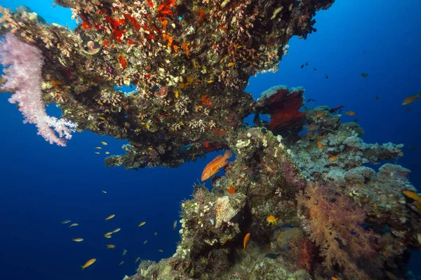 Barriera Corallina Tropicale Nel Mar Rosso — Foto Stock
