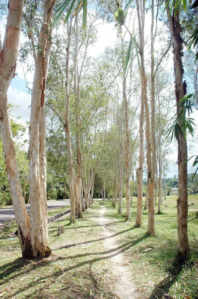 Eukalyptushain Melaleuca Leucadendra Naturschutzgebiet — Stockfoto