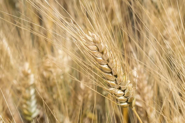 Vendemmia Grano Maturo Punta Dorata — Foto Stock