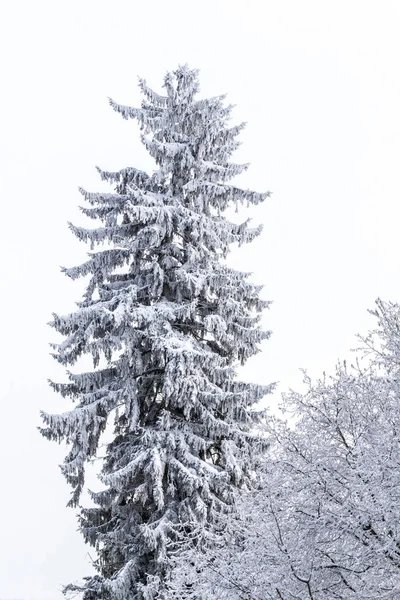 Detail Einer Schneebedeckten Konifere — Stockfoto