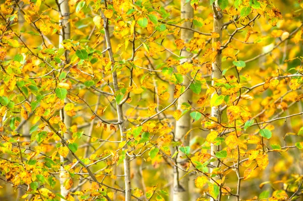 Herbst Hintergrund Mit Farbigen Blättern Natur Serie — Stockfoto