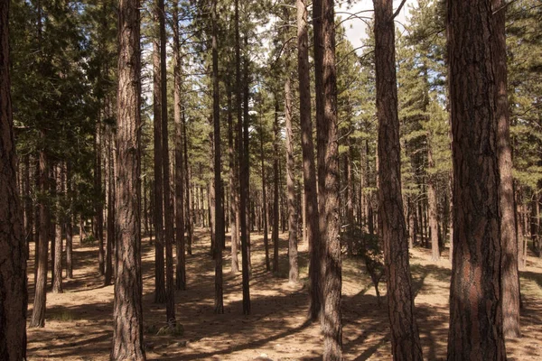Floresta Pinheiro Sierra Nevadas Verdi Nevada — Fotografia de Stock