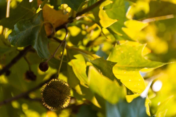 Fechar Árvore Sicômoro Com Fruto Folhas Luz Solar — Fotografia de Stock