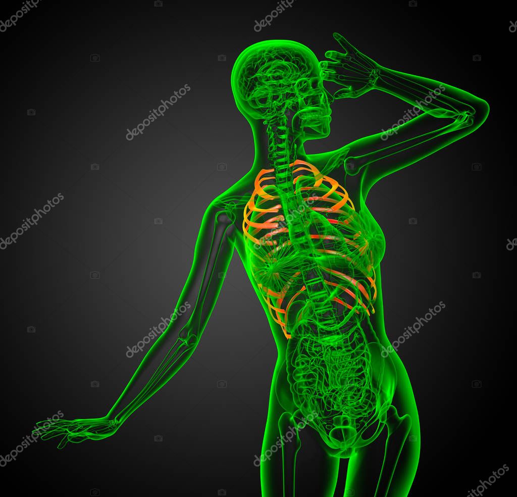 Render Illustration Rib Cage Front View — Stock Photo © YAYImages ...