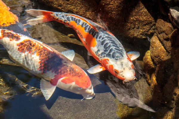 Peixe Koi Cyprinus Carpio Haematopterus Comendo Uma Lagoa Koi Japão — Fotografia de Stock