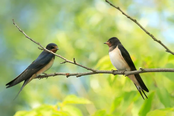 その自然の生息地 自然シリーズで野生の鳥 — ストック写真