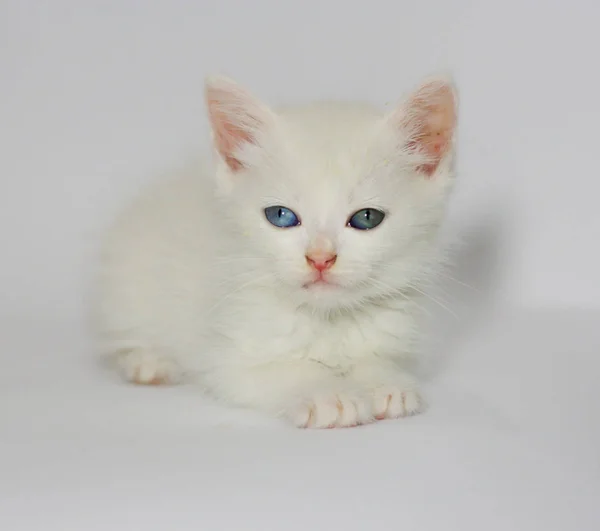 Cute White Kitten Blue Eyes White Background — Stock Photo, Image