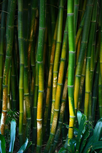 Tallo Bambú Verde Jardín Japonés —  Fotos de Stock