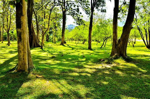 Pelouse Verte Dans Parc Municipal — Photo