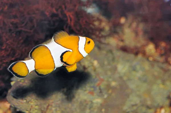 Fisch Der Clown Ein Farbenfroher Tropischer Fisch Unter Wasser — Stockfoto