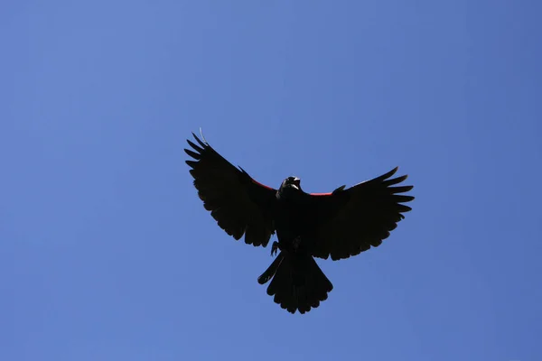 Pájaro Negro Alas Rojas Agelaius Phoeniceus Primer Plano — Foto de Stock