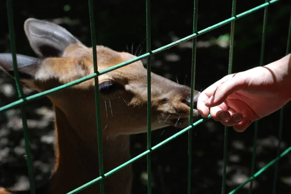 Female Dappled Deer Zoo Caucasian Mountains — Stock Photo, Image