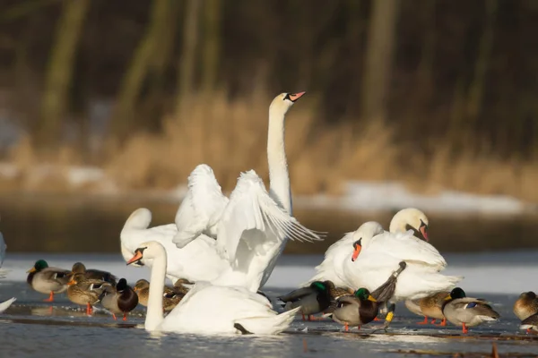 Zwaan Blauw Meerwater Zonnige Dag Zwanen Vijver Natuurserie — Stockfoto