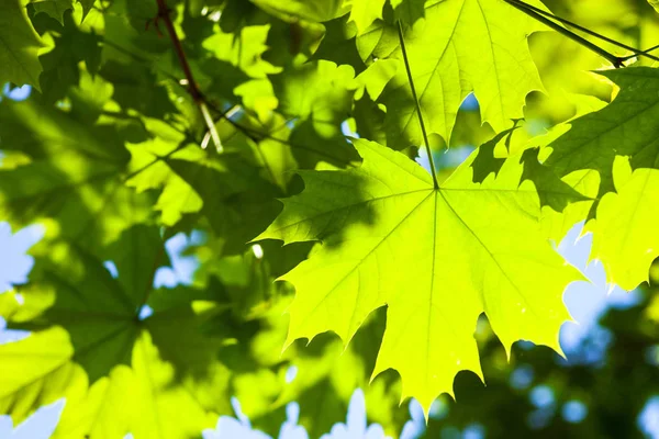 Яскраво Зелене Листя Кленового Дерева Сонці — стокове фото