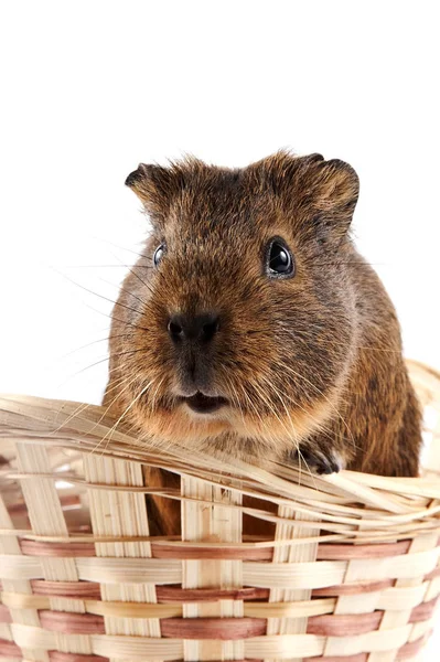 Portrait Guinea Pig Wattled Basket — Stock Photo, Image