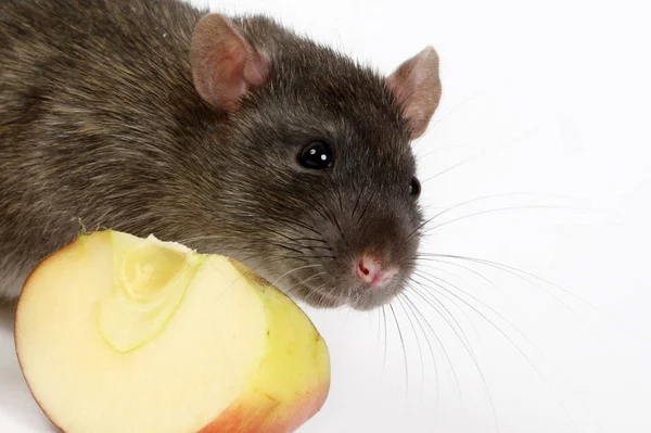 Den Stora Grå Råtta Och Äpplen — Stockfoto