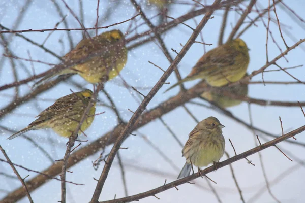 Dziki Ptak Siedliskach Przyrodniczych Seria Natura — Zdjęcie stockowe