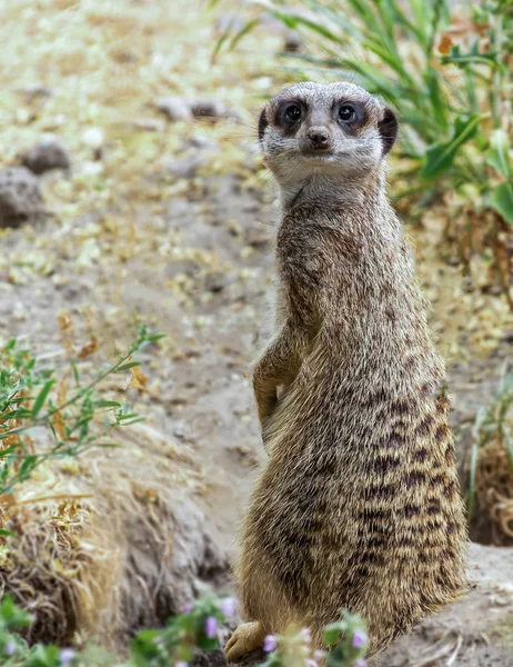 Une Meerkat Alerte Près Son Terrier — Photo