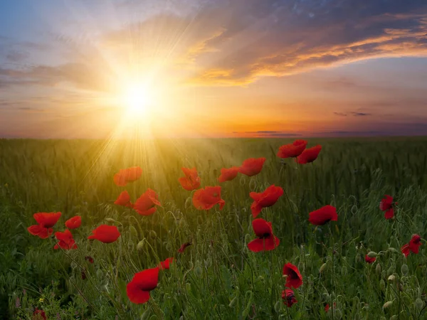 Sommerlandschaft Mit Großer Wiese Mit Mohn Und Wunderschönem Sonnenuntergang Hintergrund — Stockfoto