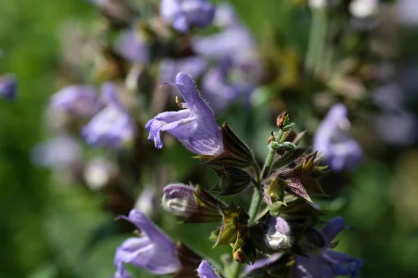 Een Macrofotografie Van Gemeenschappelijke Salie Salvia Officinalis — Stockfoto