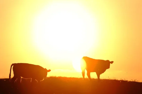 家畜農業 選択的焦点 — ストック写真