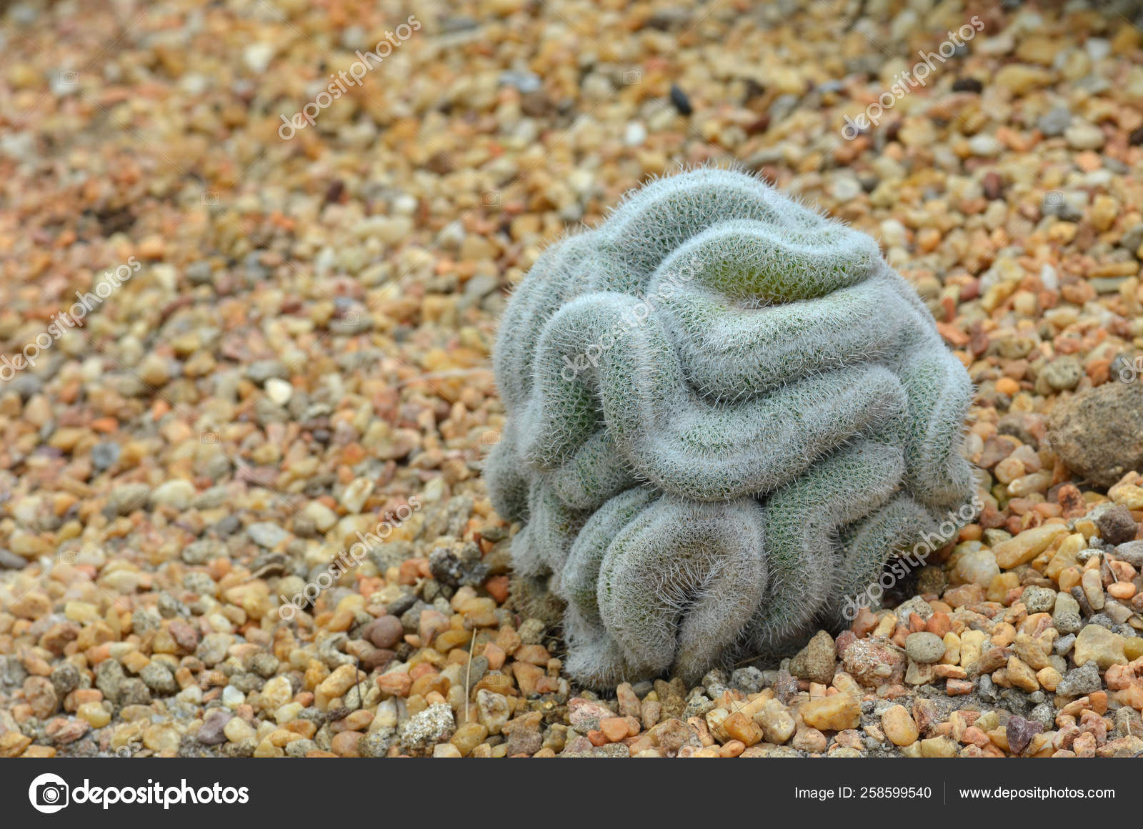 Cacto Verde Que Parece Pouco Com Cérebro — Fotografia de Stock Editorial ©  YAYImages #258599540