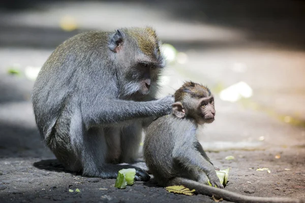 Hosszú Farkú Makákó Vele Csecsemő Szent Monkey Forest Ubud Bali — Stock Fotó