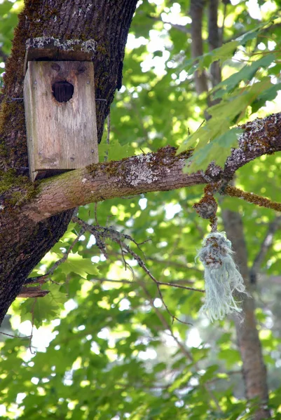 Een Huis Voor Vogels Nesten Elk Voorjaar Zomer — Stockfoto